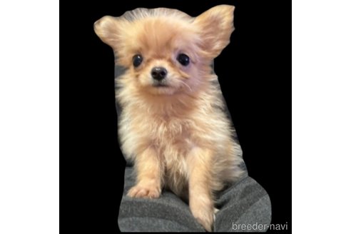 成約済の東京都のチワワ(ロングコート)-329995の3枚目