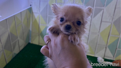 成約済の東京都のチワワ(ロングコート)-329995の2枚目