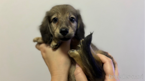 成約済の東京都のミニチュアダックスフンド(ロングヘアード)-331302の5枚目