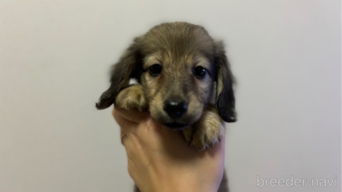 成約済の東京都のミニチュアダックスフンド(ロングヘアード)-331302の4枚目