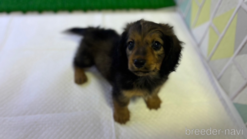 成約済の東京都のミニチュアダックスフンド(ロングヘアード)-331299の4枚目