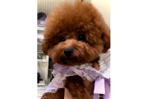 みみこちゃん1枚目