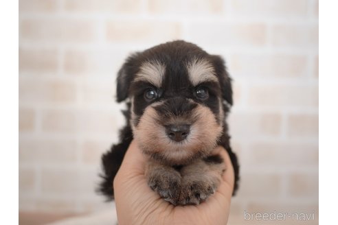 成約済の福岡県のミニチュアシュナウザー-332405の3枚目