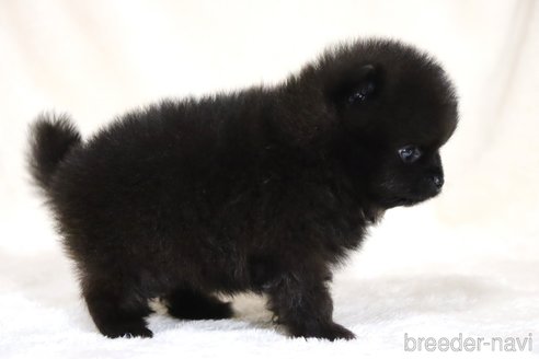 成約済の滋賀県のポメラニアン-332426の4枚目