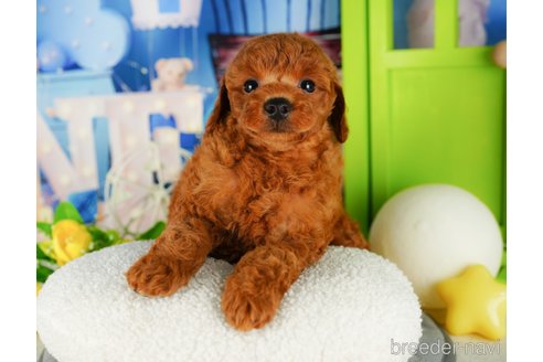 成約済の千葉県のトイプードル-332457の3枚目