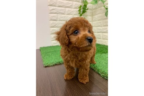 成約済の岡山県のマルプー:マルチーズ×トイプードル-332461の9枚目