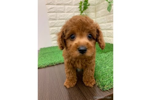 成約済の岡山県のマルプー:マルチーズ×トイプードル-332461の5枚目