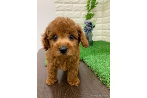 成約済の岡山県のマルプー:マルチーズ×トイプードル-332461の7枚目