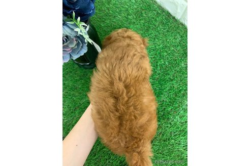 成約済の岡山県のマルプー:マルチーズ×トイプードル-332461の2枚目