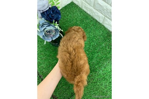成約済の岡山県のマルプー:マルチーズ×トイプードル-332461の3枚目