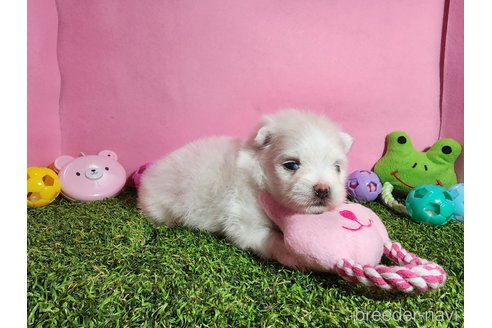成約済の静岡県のポメマル:ポメラニアン×マルチーズ-331603の3枚目