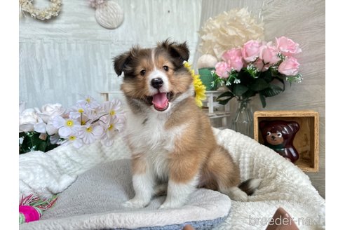 成約済の京都府のシェットランドシープドッグ(シェルティ)-330671の1枚目
