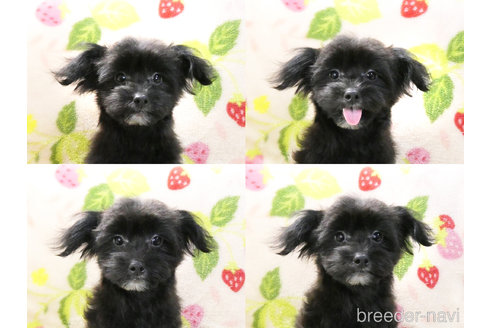 成約済の千葉県のチワプー:チワワ×トイプードル-304617の6枚目