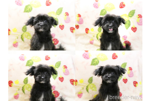 成約済の千葉県のチワプー:チワワ×トイプードル-304617の5枚目