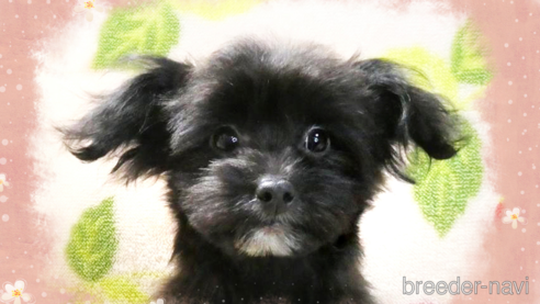 成約済の千葉県のチワプー:チワワ×トイプードル-304617の1枚目