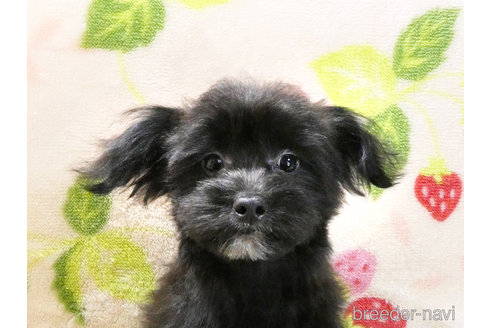 成約済の千葉県のチワプー:チワワ×トイプードル-304617の4枚目