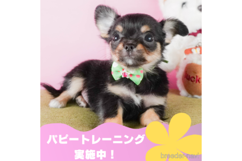 成約済の静岡県のチワワ(ロングコート)-332510の1枚目