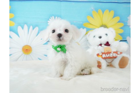 成約済の静岡県のマルチーズ-332518の7枚目