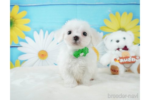 成約済の静岡県のマルチーズ-332518の8枚目