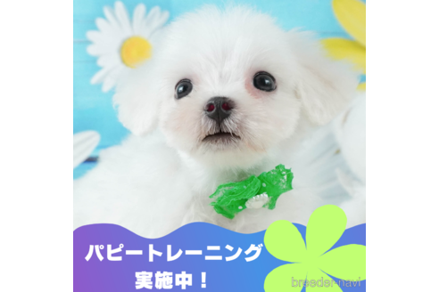 成約済の静岡県のマルチーズ-332518の1枚目