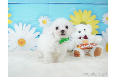 成約済の静岡県のマルチーズ-332518の9枚目