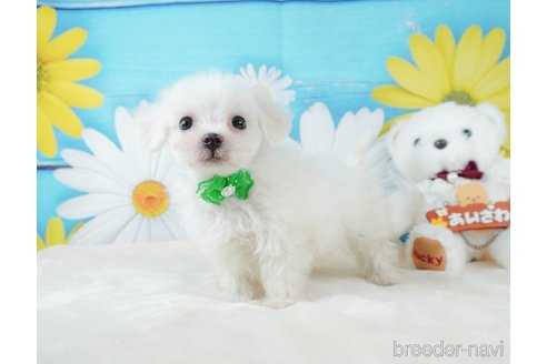 成約済の静岡県のマルチーズ-332518の3枚目