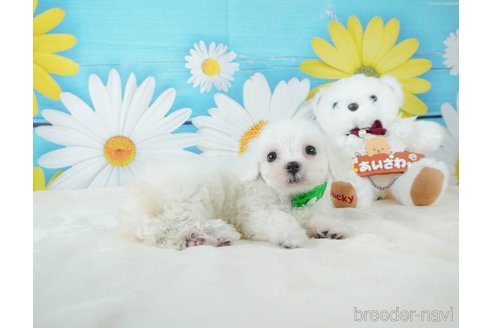 成約済の静岡県のマルチーズ-332518の4枚目