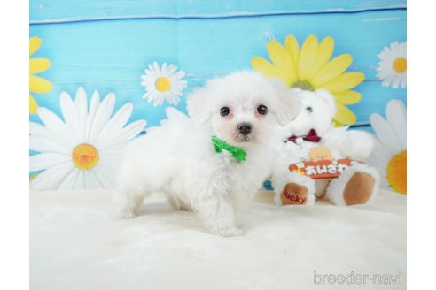 成約済の静岡県のマルチーズ-332518の5枚目