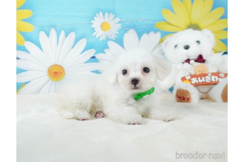 成約済の静岡県のマルチーズ-332518の6枚目