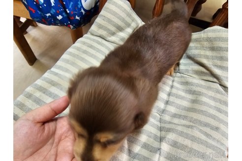 成約済の愛知県のミニチュアダックスフンド(ロングヘアード)-332527の3枚目