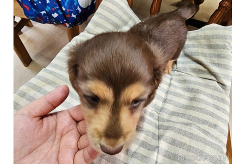 成約済の愛知県のミニチュアダックスフンド(ロングヘアード)-332527の4枚目
