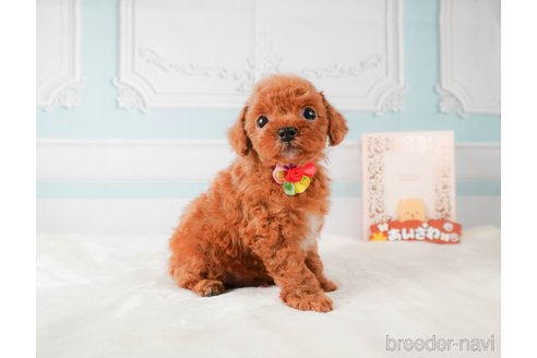 成約済の静岡県のトイプードル-332524の8枚目