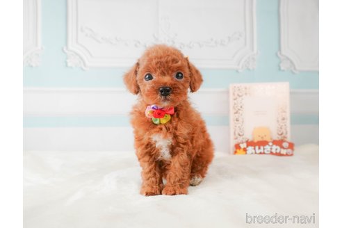 成約済の静岡県のトイプードル-332524の9枚目