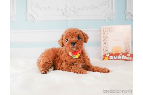 成約済の静岡県のトイプードル-332524の10枚目