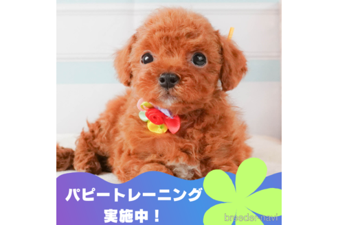 成約済の静岡県のトイプードル-332524の1枚目