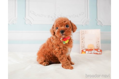 成約済の静岡県のトイプードル-332524の5枚目