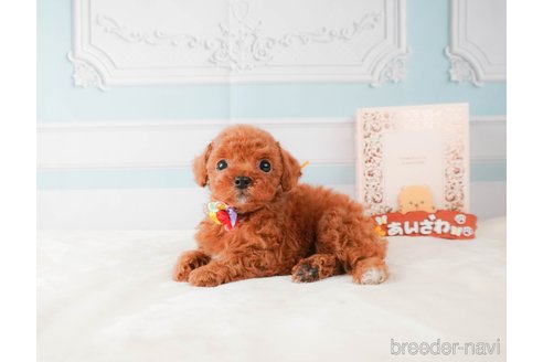 成約済の静岡県のトイプードル-332524の6枚目