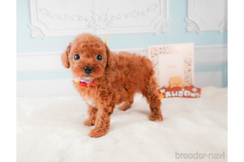 成約済の静岡県のトイプードル-332524の7枚目