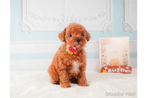 成約済の静岡県のトイプードル-332524の2枚目