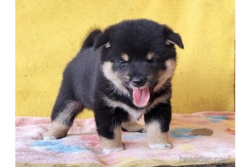 成約済の埼玉県の豆柴-332525の4枚目