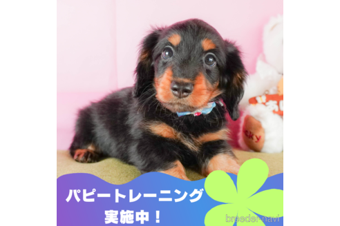 成約済ののカニンヘンダックスフンド(ロングヘアード)-332530