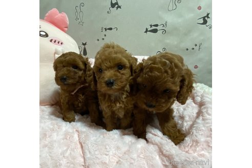 成約済の長野県のトイプードル-329850の5枚目