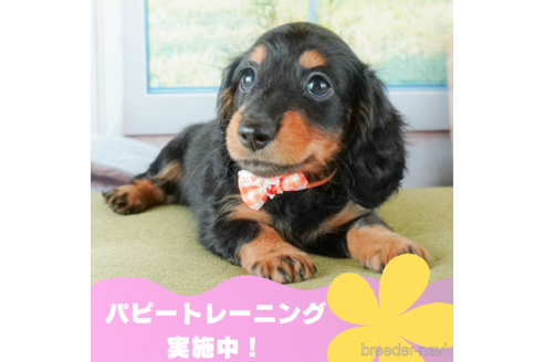 成約済の静岡県のカニンヘンダックスフンド(ロングヘアード)-332532の1枚目