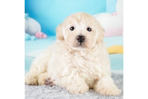 成約済の埼玉県のトイプードル-332540