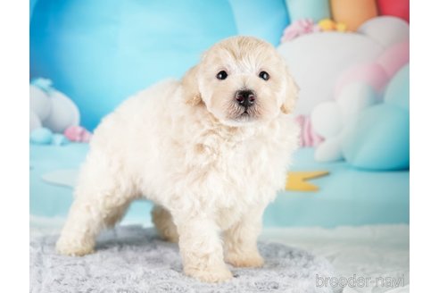 成約済の埼玉県のトイプードル-332540の4枚目