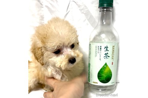 成約済の奈良県のティーカッププードル-332545の14枚目