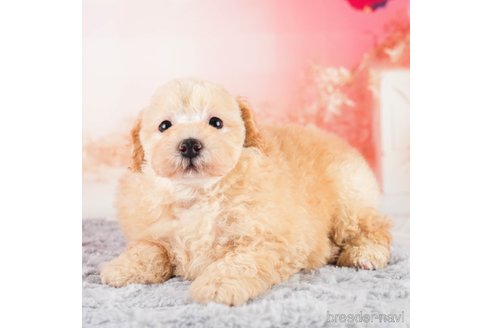 成約済の埼玉県のトイプードル-332543の5枚目