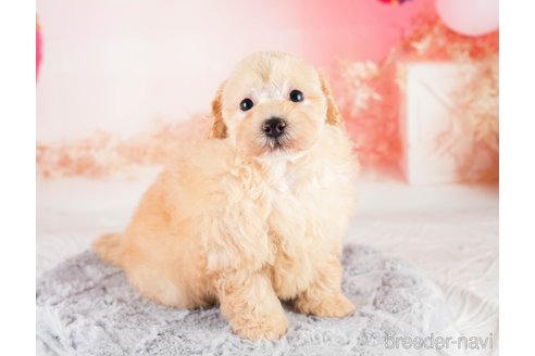 成約済の埼玉県のトイプードル-332543の4枚目