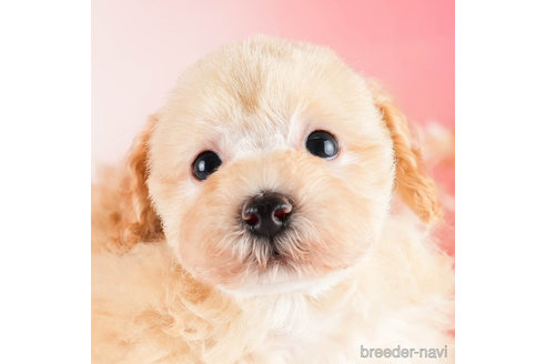 成約済の埼玉県のトイプードル-332543