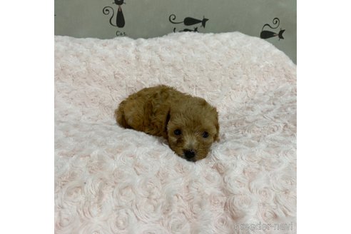 成約済の長野県のトイプードル-329859の5枚目
